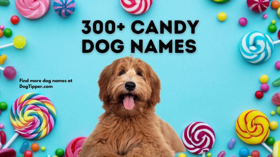 300+ Candy Dog Names
