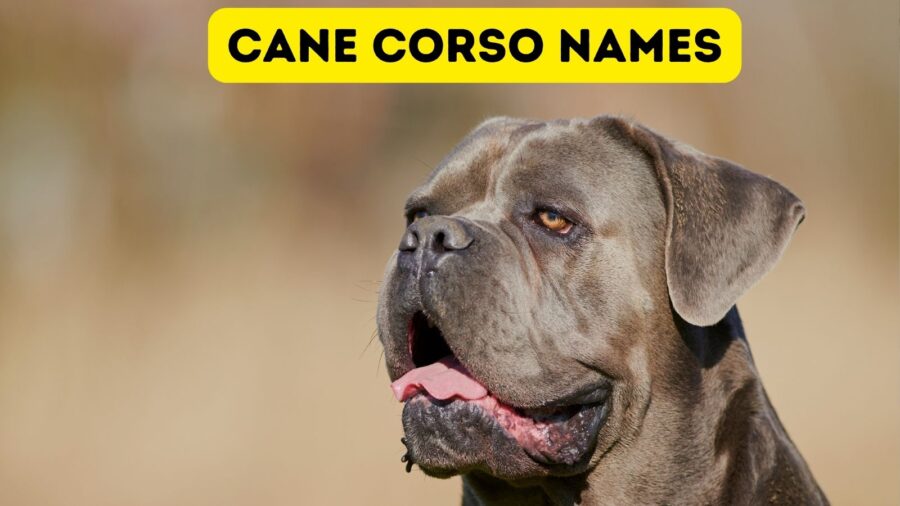 Photo of Cane Corso dog
