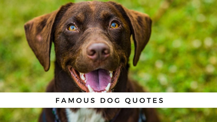 Famous Dog Quotes