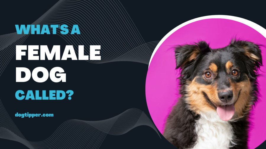 What's a Female Dog Called?