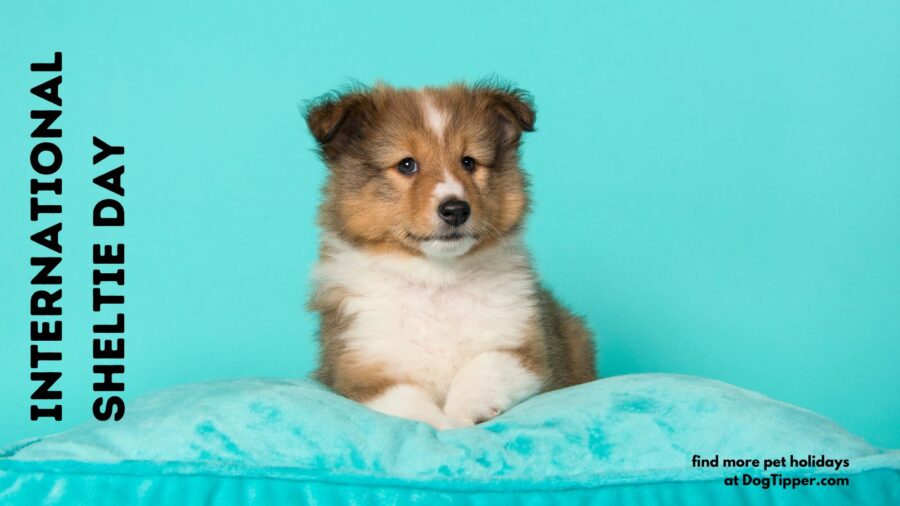 June 1 is International Sheltie Day