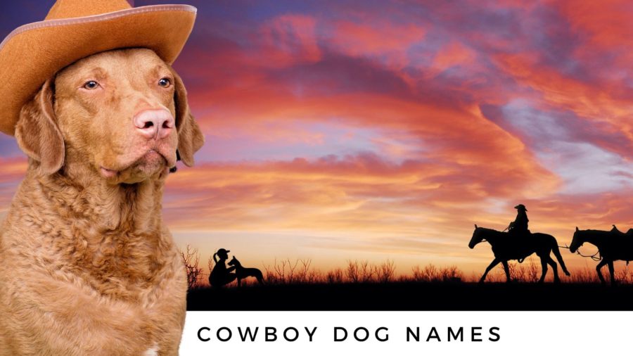 Cowboy Dog Names