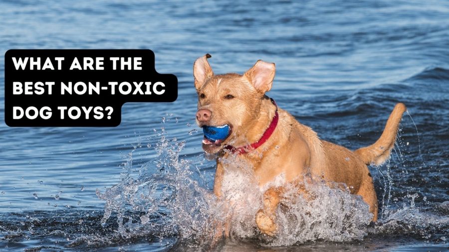 Best Non-Toxic Dog Toys