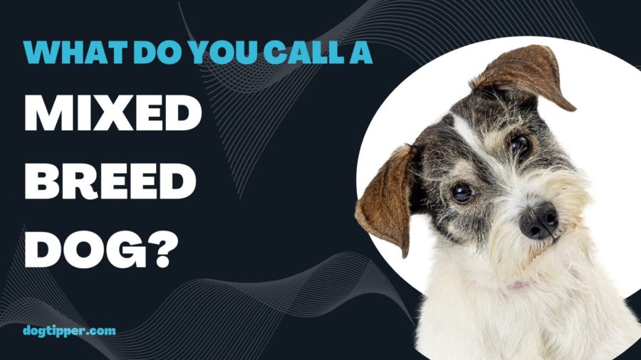 What Do You Call a Mixed Breed Dog?
