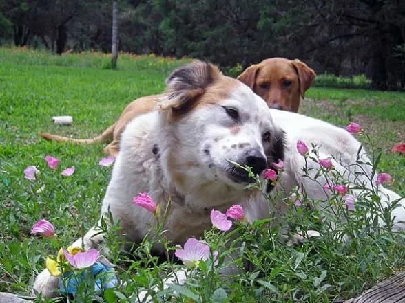 dogs-primroses-web two mixed breed dogs in field of wildflowers