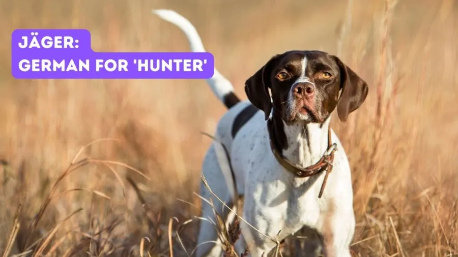 Jager: German for hunter
