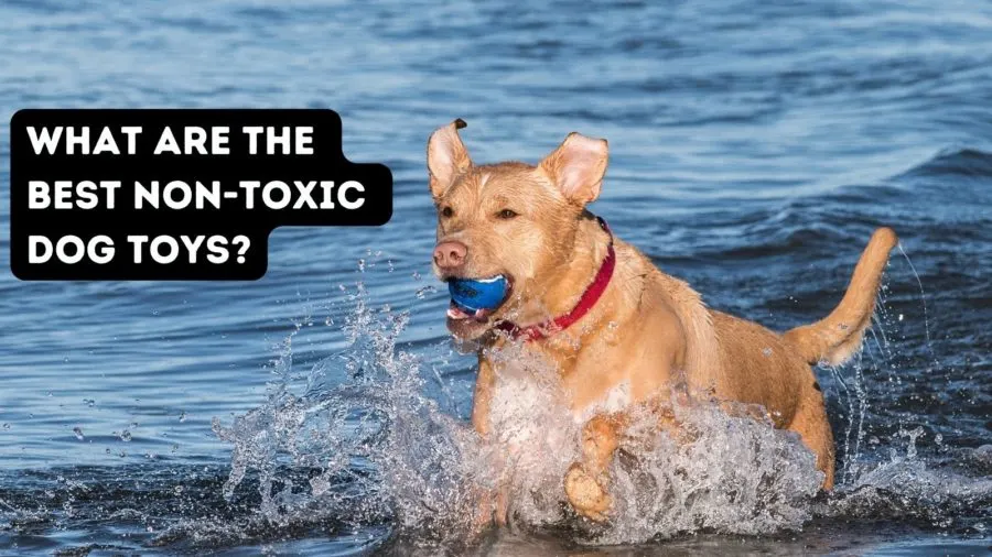 Best Non-Toxic Dog Toys
